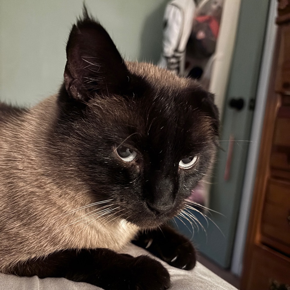 Meet your Posher, Abby